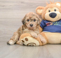 7 week old Poochon Puppy For Sale - Lone Star Pups