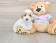6 week old Poochon Puppy For Sale - Lone Star Pups