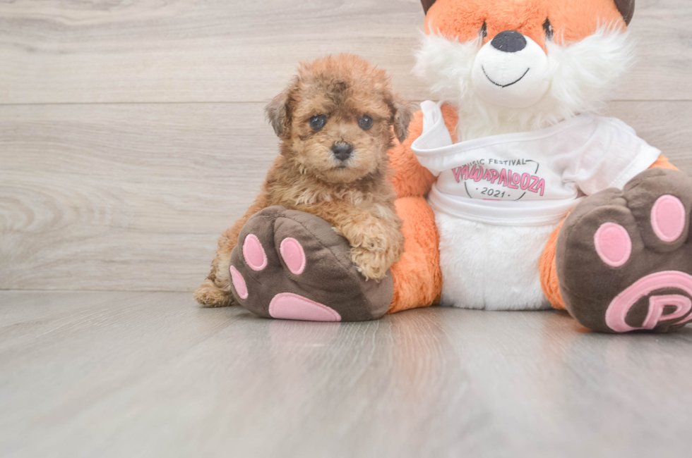 5 week old Poochon Puppy For Sale - Lone Star Pups