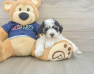 5 week old Poochon Puppy For Sale - Lone Star Pups
