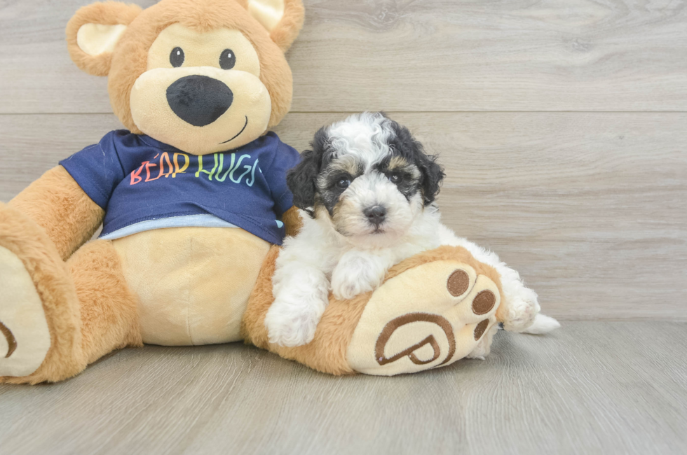 5 week old Poochon Puppy For Sale - Lone Star Pups