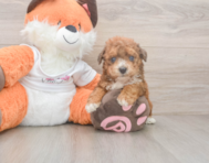 8 week old Poochon Puppy For Sale - Lone Star Pups