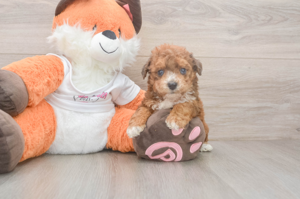 5 week old Poochon Puppy For Sale - Lone Star Pups