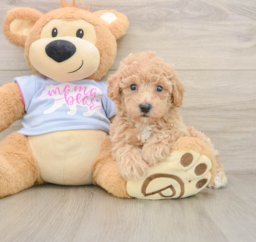5 week old Poochon Puppy For Sale - Lone Star Pups
