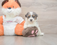 8 week old Poochon Puppy For Sale - Lone Star Pups