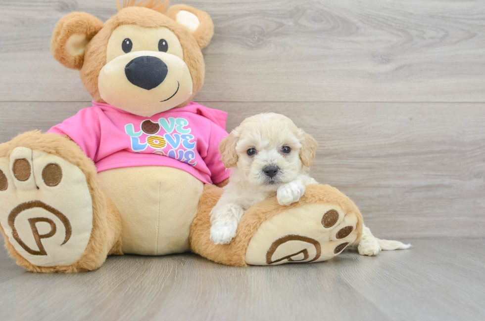 7 week old Poochon Puppy For Sale - Lone Star Pups