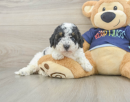 5 week old Poochon Puppy For Sale - Lone Star Pups