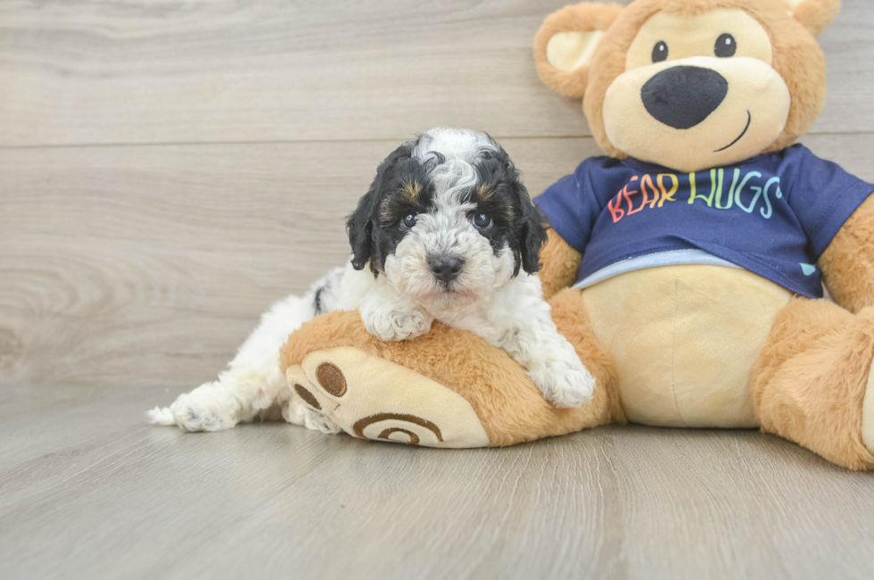 5 week old Poochon Puppy For Sale - Lone Star Pups
