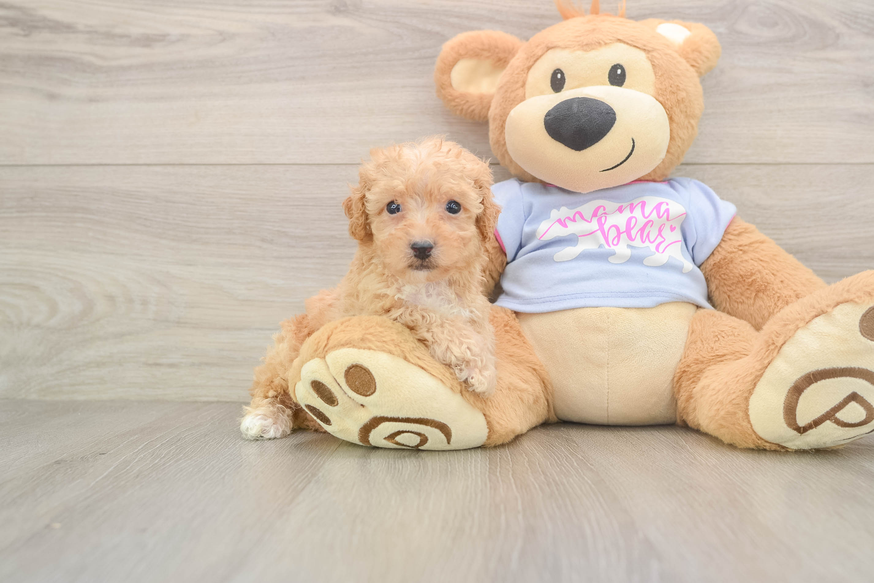 Petite Poochon Poodle Mix Pup