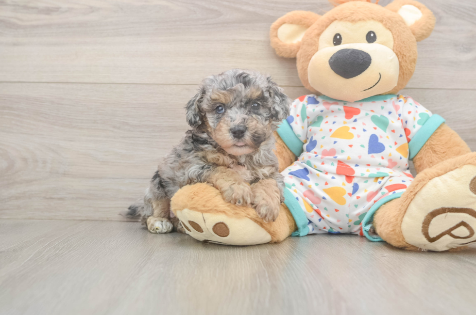 6 week old Poochon Puppy For Sale - Lone Star Pups