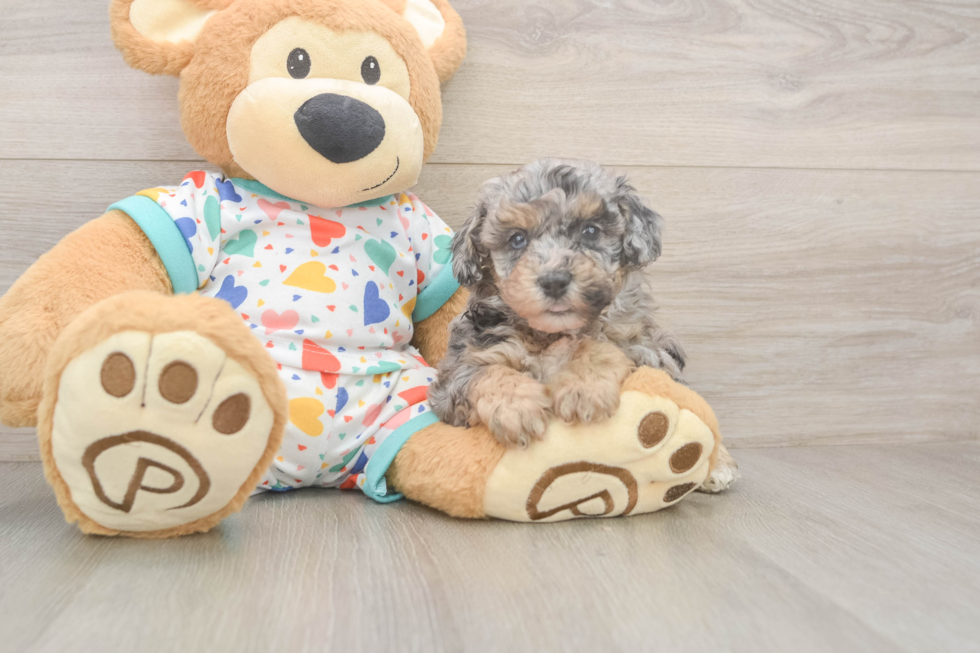 Poochon Puppy for Adoption