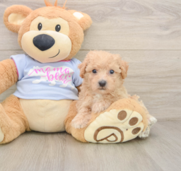6 week old Poochon Puppy For Sale - Lone Star Pups