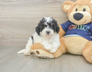 5 week old Poochon Puppy For Sale - Lone Star Pups
