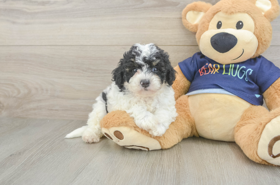 5 week old Poochon Puppy For Sale - Lone Star Pups