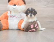 9 week old Poochon Puppy For Sale - Lone Star Pups
