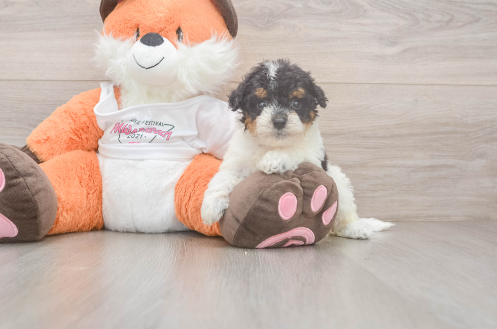 5 week old Poochon Puppy For Sale - Lone Star Pups