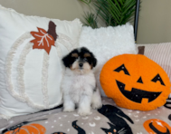 9 week old Poochon Puppy For Sale - Lone Star Pups