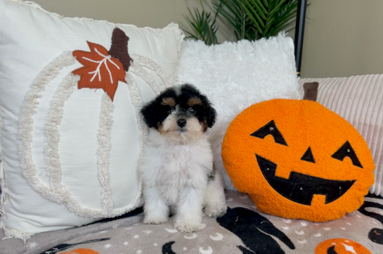Poochon Pup Being Cute