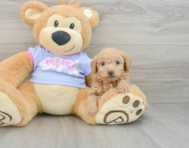 8 week old Poochon Puppy For Sale - Lone Star Pups