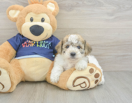 6 week old Poochon Puppy For Sale - Lone Star Pups