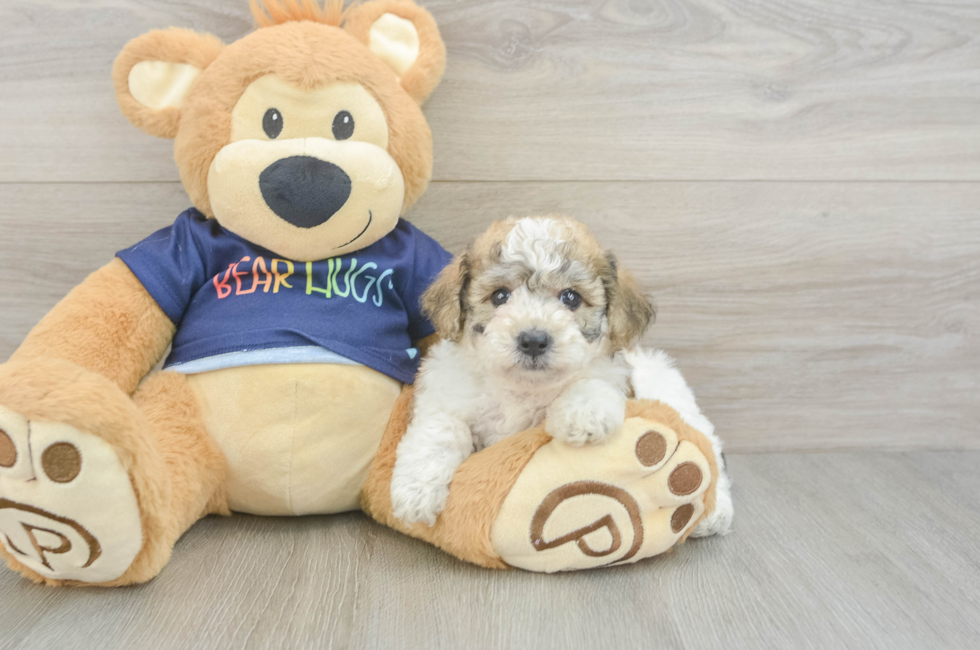 5 week old Poochon Puppy For Sale - Lone Star Pups