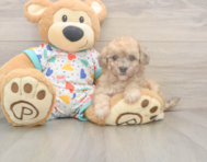 7 week old Poochon Puppy For Sale - Lone Star Pups