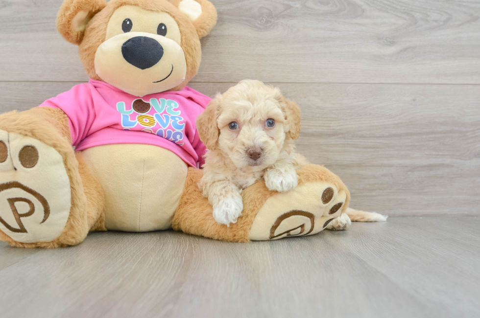 7 week old Poochon Puppy For Sale - Lone Star Pups