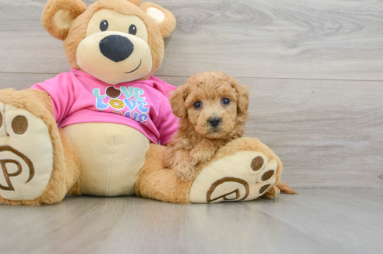 Smart Poochon Poodle Mix Pup