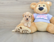 8 week old Poochon Puppy For Sale - Lone Star Pups