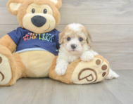 6 week old Poochon Puppy For Sale - Lone Star Pups
