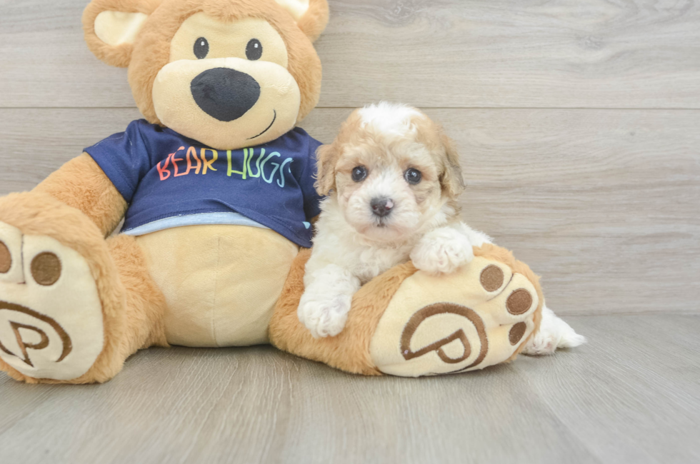 5 week old Poochon Puppy For Sale - Lone Star Pups
