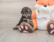 9 week old Poochon Puppy For Sale - Lone Star Pups