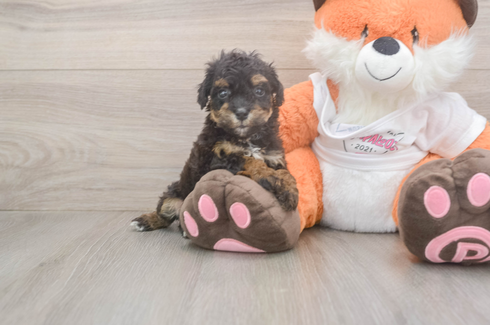 5 week old Poochon Puppy For Sale - Lone Star Pups