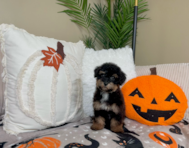 9 week old Poochon Puppy For Sale - Lone Star Pups
