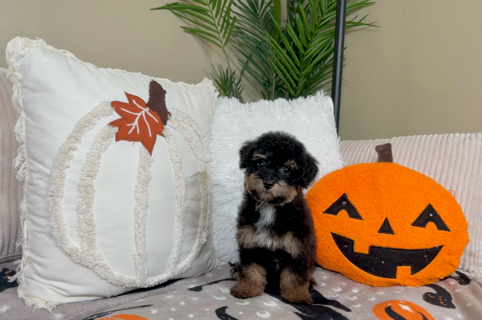 10 week old Poochon Puppy For Sale - Lone Star Pups