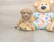 7 week old Poochon Puppy For Sale - Lone Star Pups