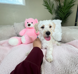 30 week old Poochon Puppy For Sale - Lone Star Pups