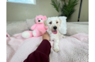 Cute Poochon Baby