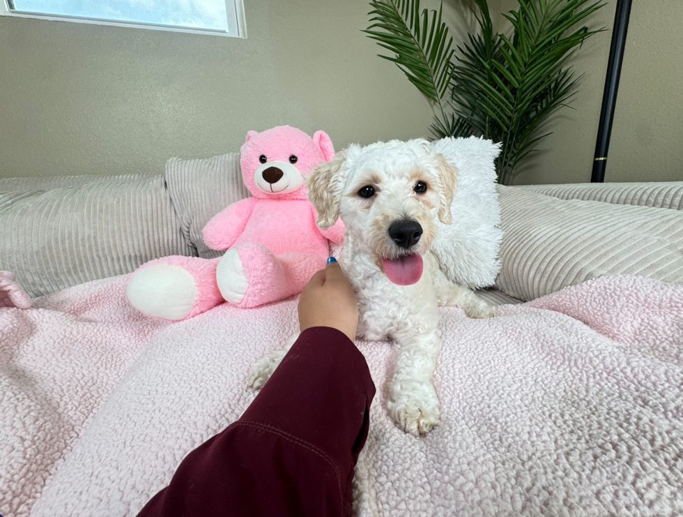 Cute Poochon Baby