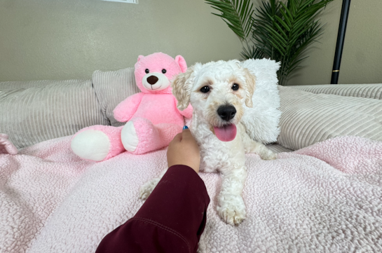 Cute Poochon Baby