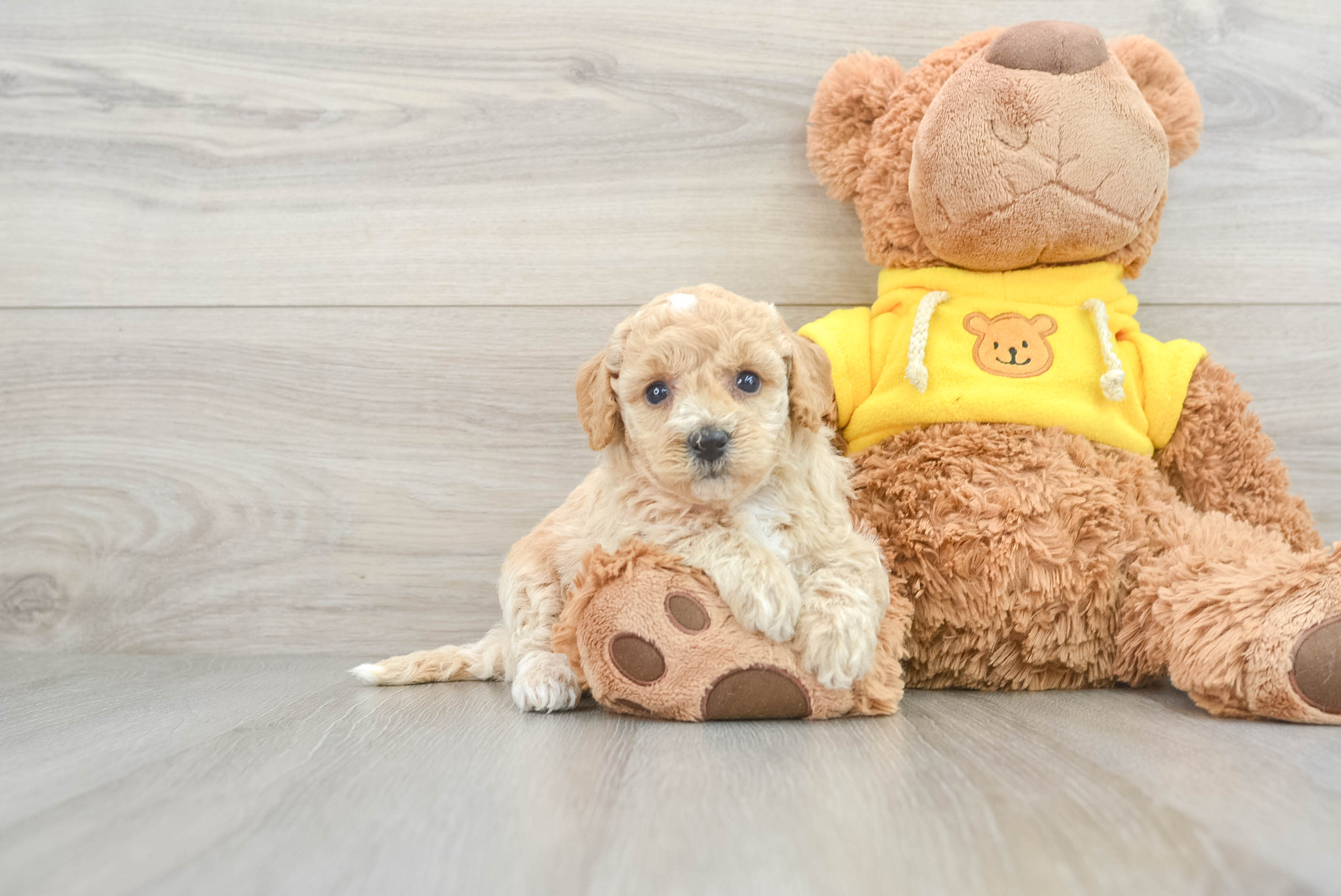 Cute Poochon Ingrid 3lb 9oz Doodle Puppy