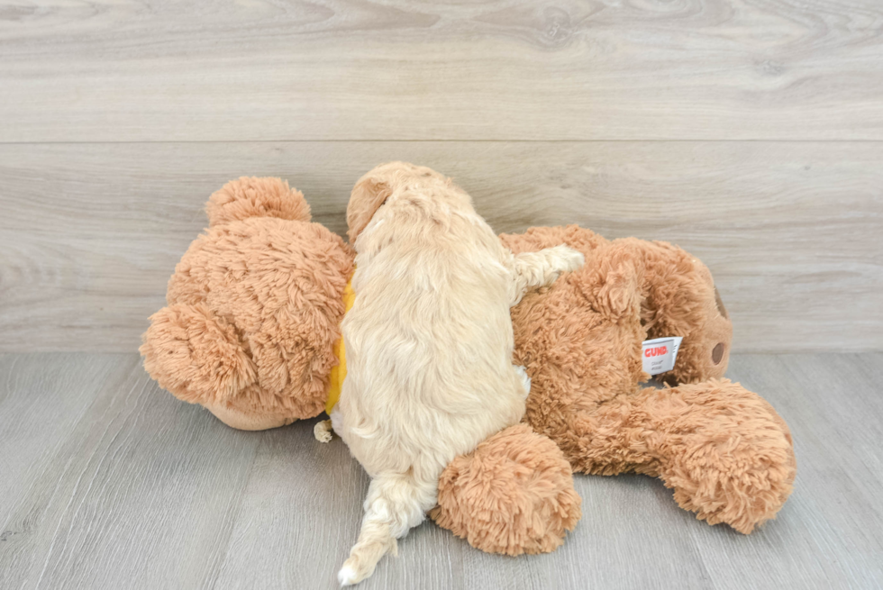 Playful Bichpoo Poodle Mix Puppy