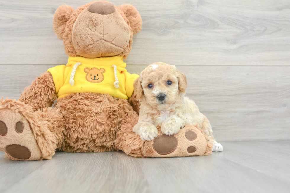 Best Poochon Baby