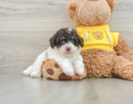 7 week old Poochon Puppy For Sale - Lone Star Pups