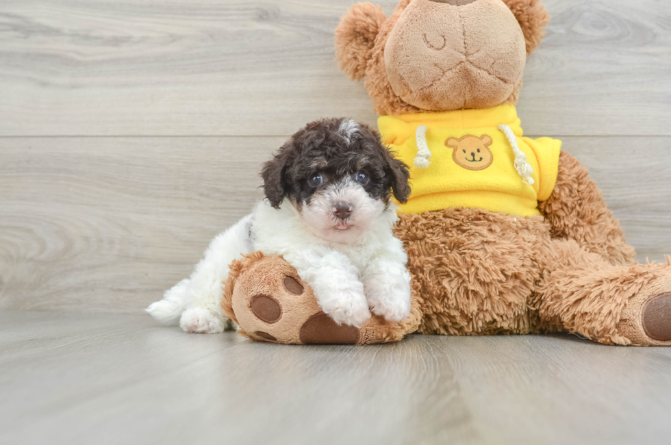 8 week old Poochon Puppy For Sale - Lone Star Pups