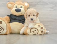 8 week old Poochon Puppy For Sale - Lone Star Pups