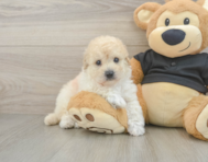 5 week old Poochon Puppy For Sale - Lone Star Pups
