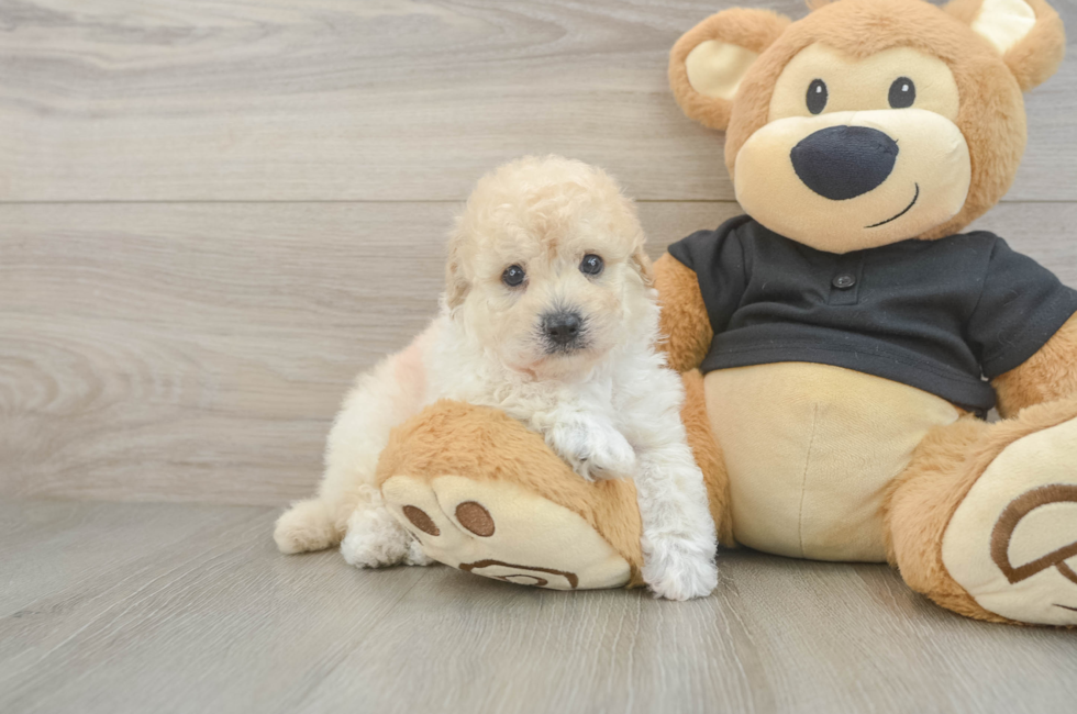 5 week old Poochon Puppy For Sale - Lone Star Pups