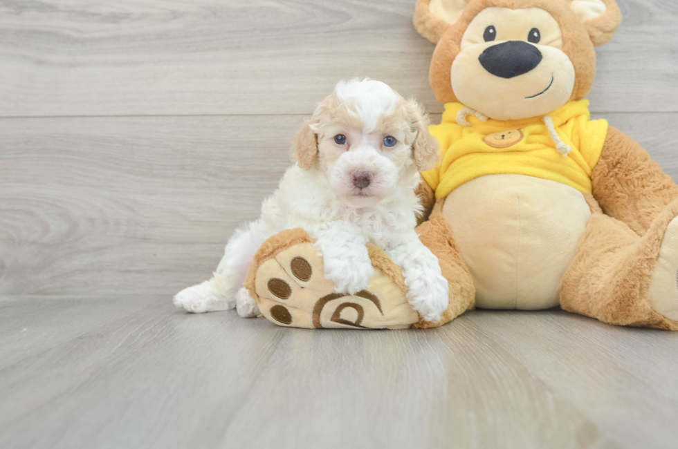 5 week old Poochon Puppy For Sale - Lone Star Pups