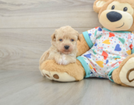 5 week old Poochon Puppy For Sale - Lone Star Pups